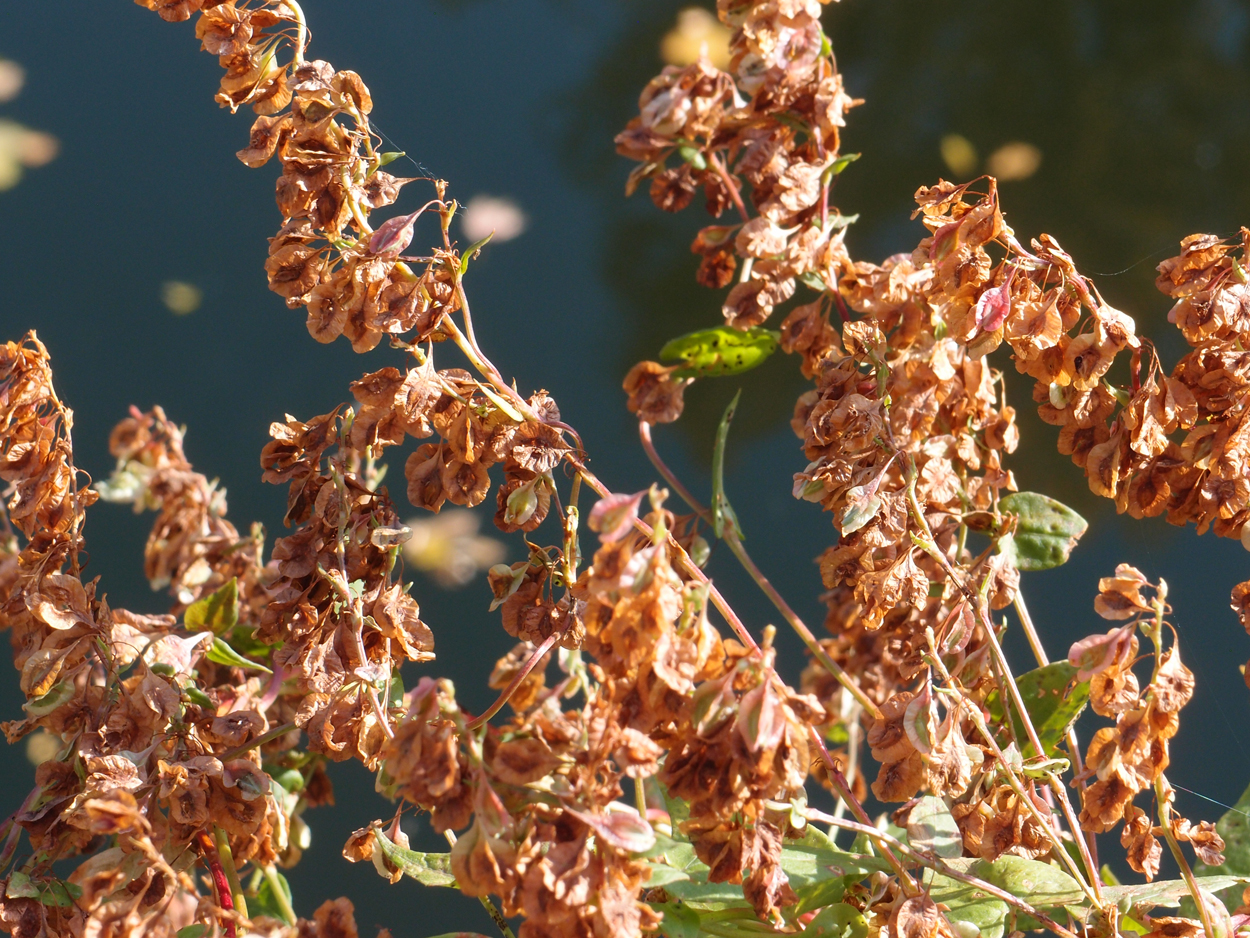 2019-10-14 Spatzen am Heckmannufer (Fieldrecording Video)